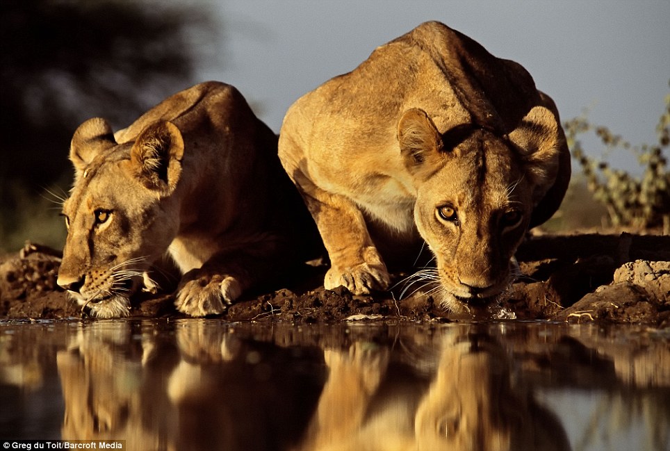 Greg du Toit pictures