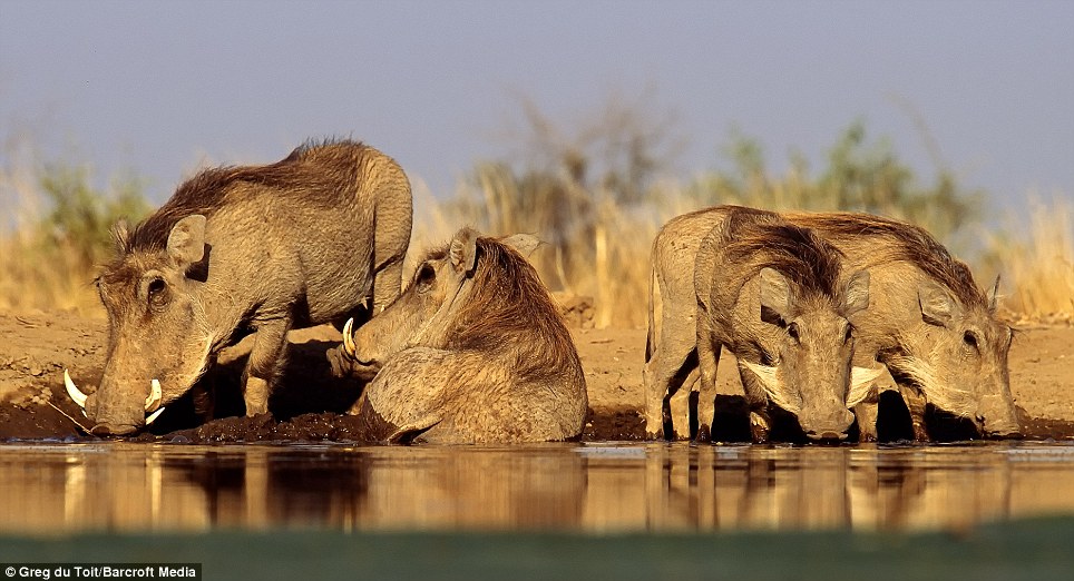 Greg du Toit images