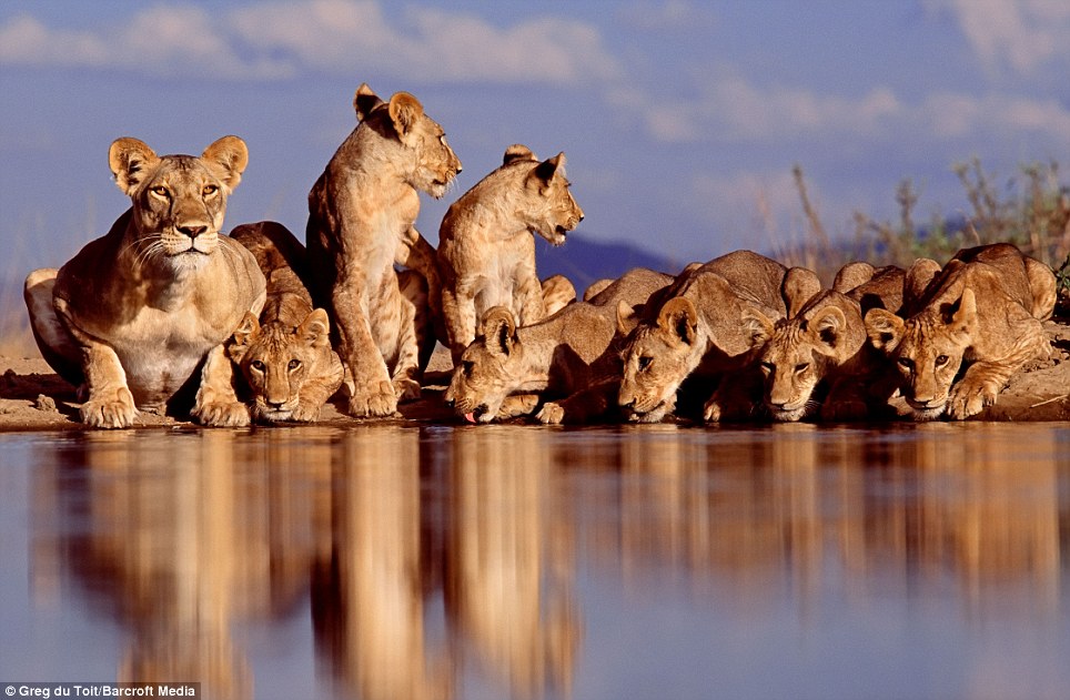 Greg du Toit