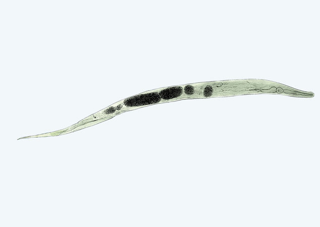 PEEP THE PINWORM Worms