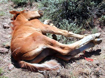 Dead Mustang Foal Dead Mustang Foal