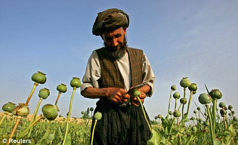 An Afghan farmer collects raw opium from poppies