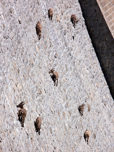 Name:  sheep2.jpg Views: 106 Size:  241.2 KB