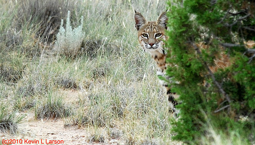 Placitas Bobcat by Kevin Larson