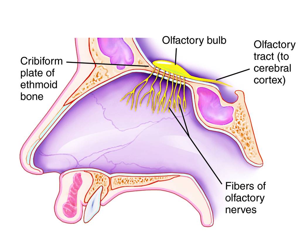 Olfactory Nerve to Brain, The Free Dictionary
