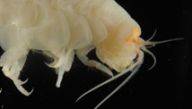 amphipod