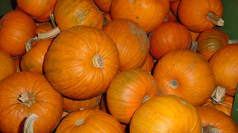 Tax collector tries to squash Lewiston family's pumpkin stand