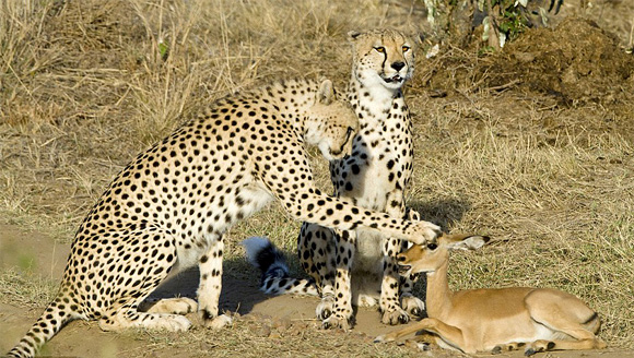 Photographer Michel Denis-Huot captured these amazing pictures on Kenian safari