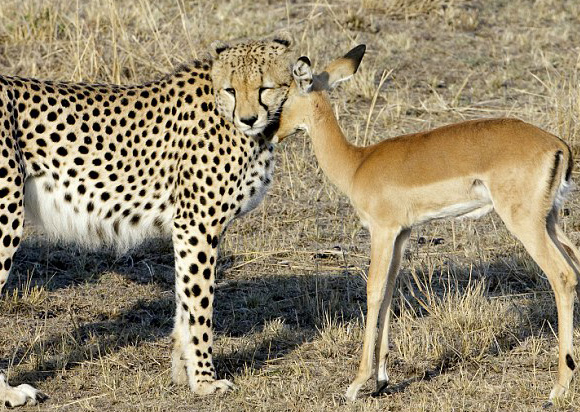 Photographer Michel Denis-Huot captured these amazing pictures on Kenian safari
