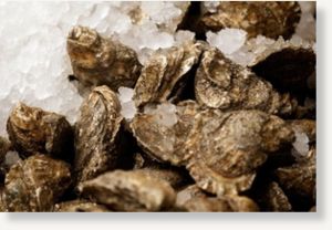 oysters