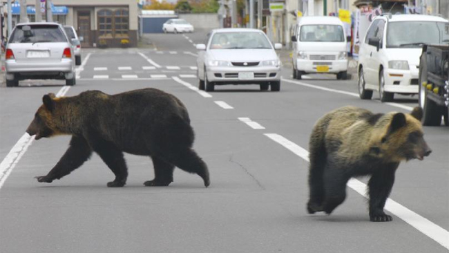 Bears