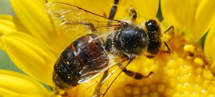 Honeybees are responsible for the pollination of more than 100 crops, including fruits, vegetables, nuts and seeds, and provide 80 percent of the country's pollination services. (photo: Ron Hemberger)