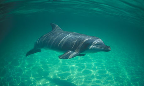 Bottlenose dolphin (Tursiops truncatus)