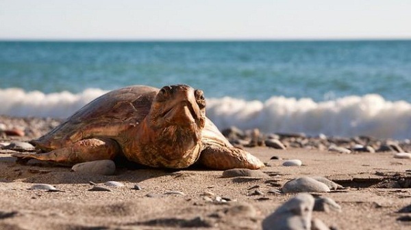 Dogs Die Instantly After Eating Dead Sea Turtles In Central America