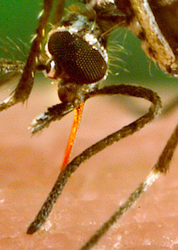 Global warming may be affecting the occurrence and spread of tropical diseases carried by vectors like the Aedes aegypti mosquito. Credit: Jentavery/CC BY 2.0