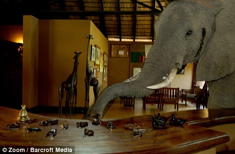 elephants