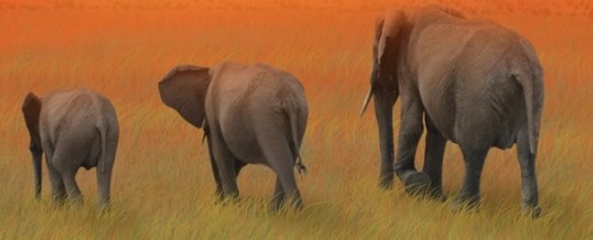 Wild Elephants Gather to Mourn Death of “Elephant Whisperer”