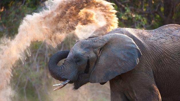 Elephant kills poacher: An African elephant covering itself in dust in Kunene, Namibia. (Theo Allofs: Minden Pictures: Solent News) Elephant kills poacher: An African elephant covering itself in dust in Kunene, Namibia.