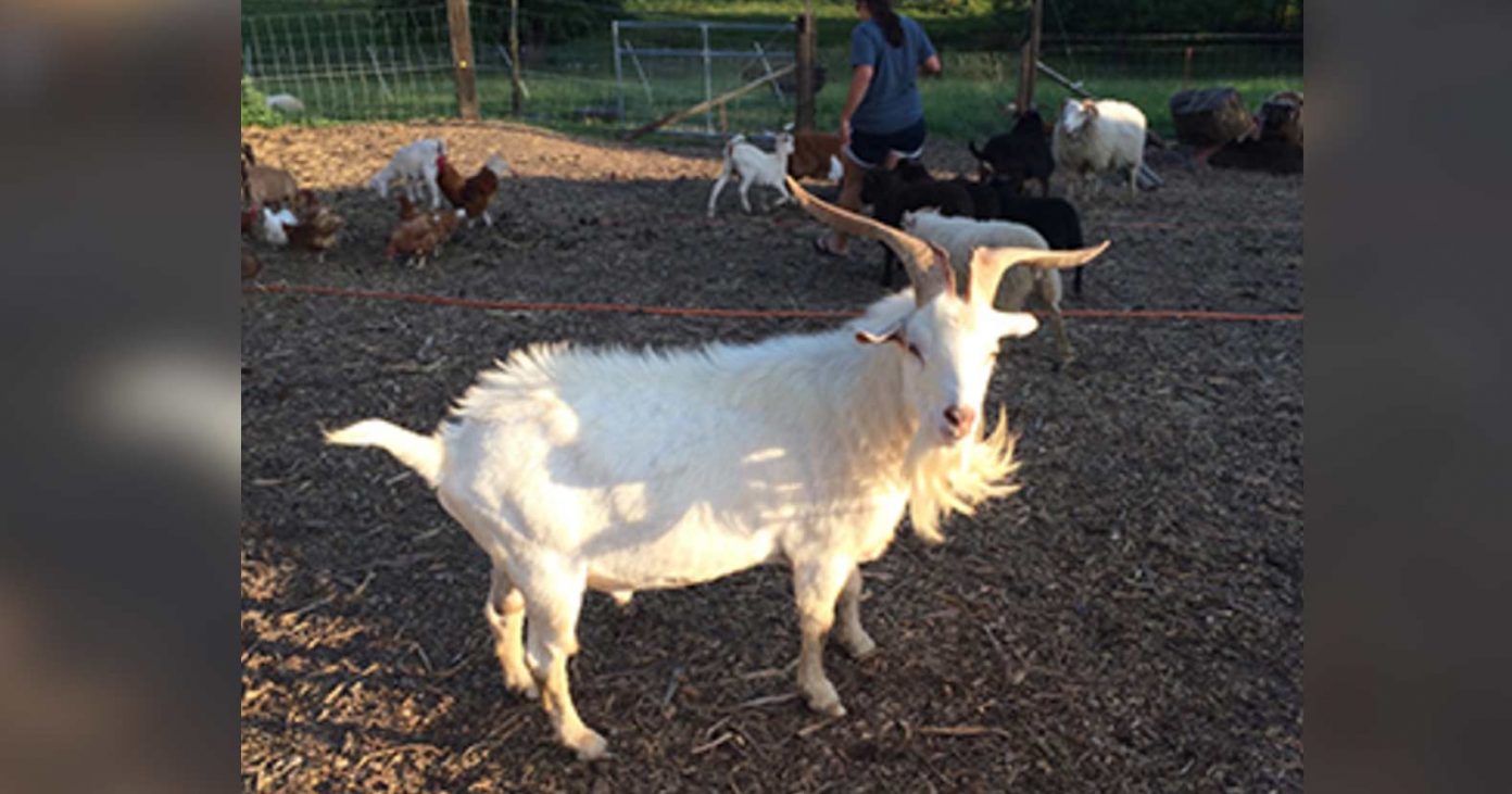 goat goat