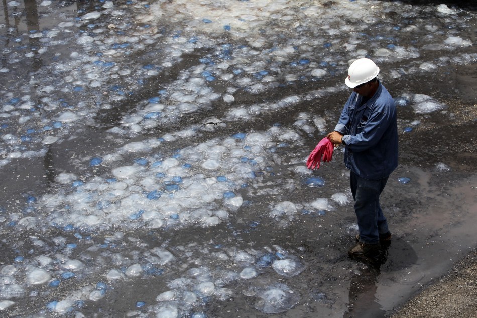 Jellyfish Invade Four Nuclear Reactors in Japan, Israel, Scotland