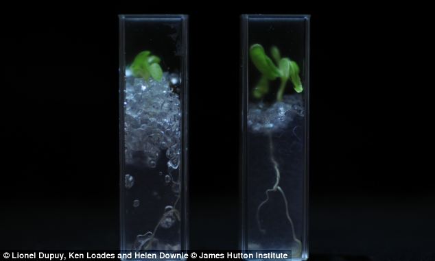 A lettuce plant growing in the new see through soil, revealing its root system in unprecedented detail