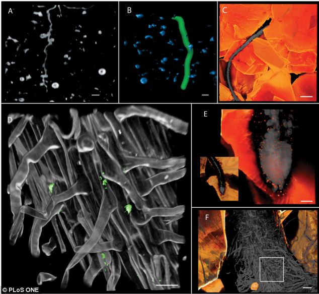 The researchers have already used the material to create these stunning close up views of roots growing
