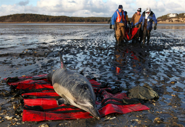 pb-120119-beached-dolphins-02-345p.photoblog900