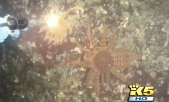 ‘Melting’ Starfish Along West Coast Prompts Fukushima Fears